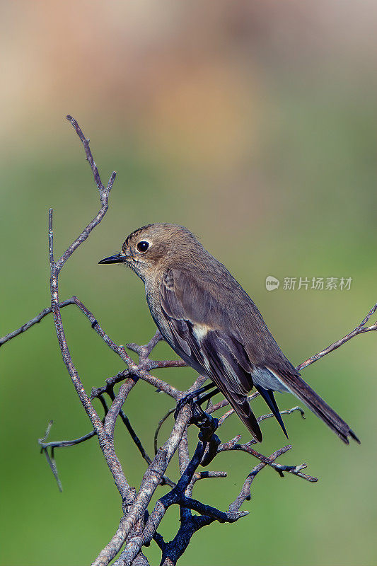 女火焰罗宾(Petroica phoenicea)